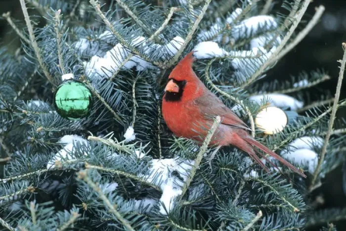 Framed Print : Northern Cardinal (Cardinalis cardinalis) male in Christmas tree in winter, Marion Co