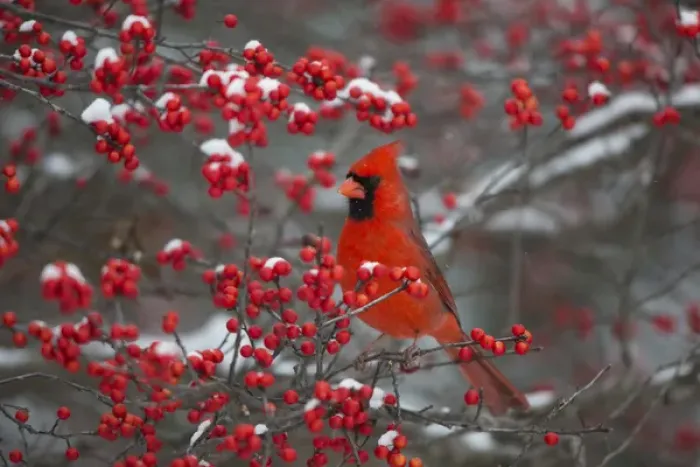 Framed Print : Northern Cardinal (Cardinalis cardinalis) male in Common Winterberry bush (Ilex verticillata) Framed Print : Northern Cardinal (Cardinalis cardinalis) male in Common Winterberry bush (Ilex verticillata)