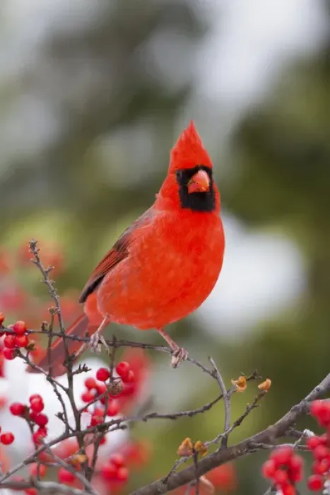 Framed Print : Northern Cardinal (Cardinalis cardinalis) male in Common Winterberry bush (Ilex verticillata)