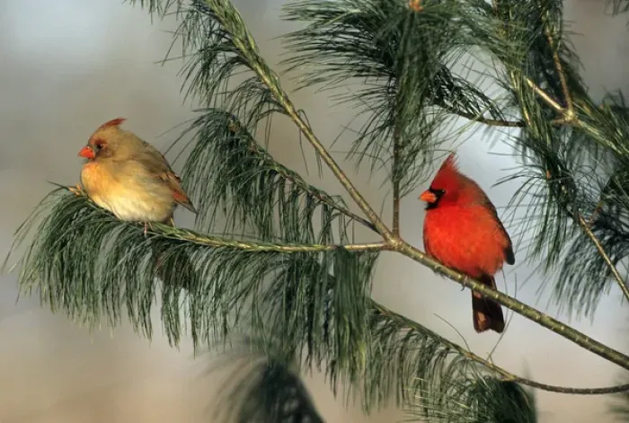 Framed Print : Northern Cardinal (Cardinalis cardinalis) male and female in pine tree, Marion Co. IL Framed Print : Northern Cardinal (Cardinalis cardinalis) male and female in pine tree, Marion Co. IL