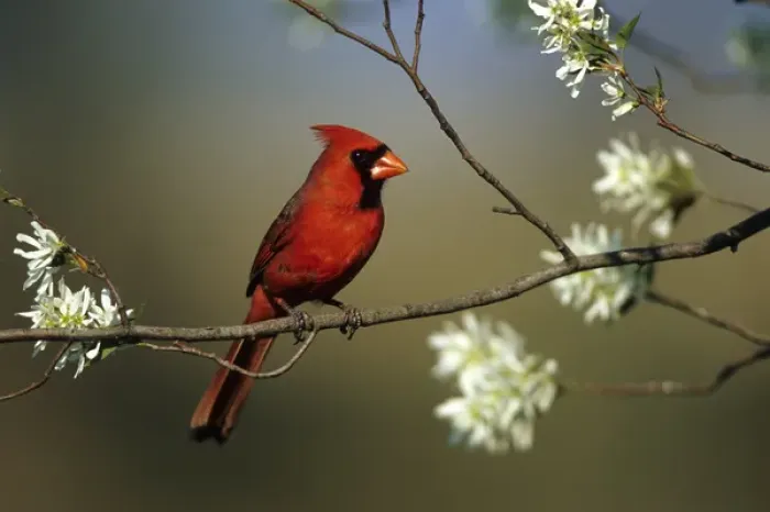 Framed Print : Northern Cardinal (Cardinalis cardinalis) male on Flowering Serviceberry tree (Amelanchier Framed Print : Northern Cardinal (Cardinalis cardinalis) male on Flowering Serviceberry tree (Amelanchier
