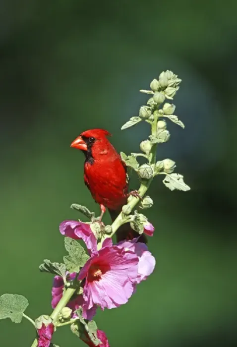 Framed Print : Northern Cardinal (Cardinalis cardinalis) male on Hollyhock (Alcea rosea) Marion Co. IL Framed Print : Northern Cardinal (Cardinalis cardinalis) male on Hollyhock (Alcea rosea) Marion Co. IL