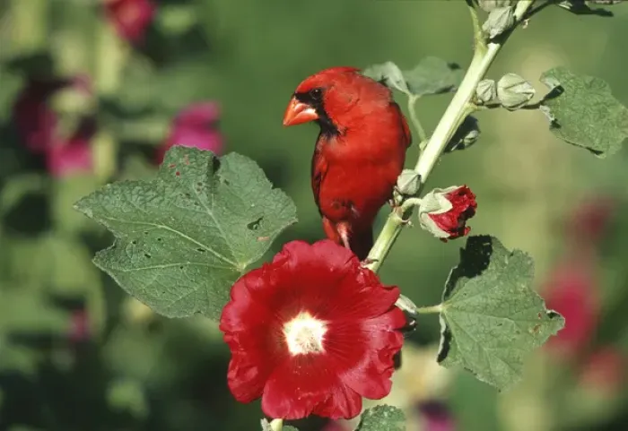 Framed Print : Northern Cardinal (Cardinalis cardinalis) male on Hollyhock (Alcea rosea) Marion Co. IL Framed Print : Northern Cardinal (Cardinalis cardinalis) male on Hollyhock (Alcea rosea) Marion Co. IL