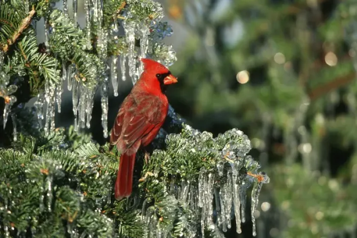Framed Print : Northern Cardinal (Cardinalis cardinalis) male in icy fir tree, Marion Co. IL