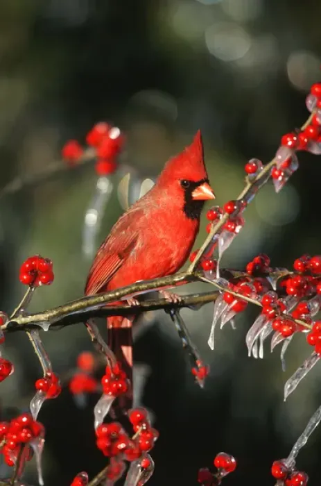 Framed Print : Northern Cardinal (Cardinalis cardinalis) male in icy Green Hawthorn (Crataegus virdis) Framed Print : Northern Cardinal (Cardinalis cardinalis) male in icy Green Hawthorn (Crataegus virdis)