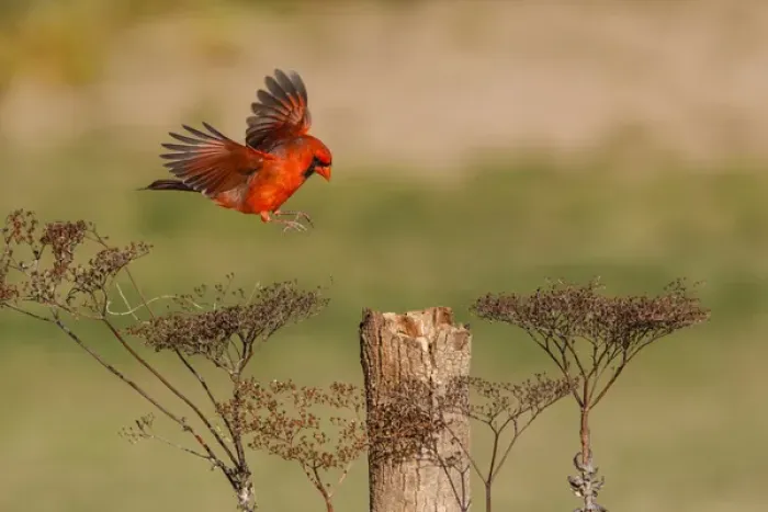 Framed Print : Northern Cardinal (Cardinalis cardinalis) male landing on perch Framed Print : Northern Cardinal (Cardinalis cardinalis) male landing on perch