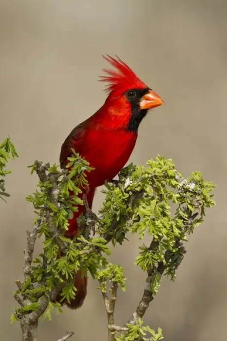 Framed Print : Northern Cardinal (Cardinalis cardinalis) male perched Framed Print : Northern Cardinal (Cardinalis cardinalis) male perched