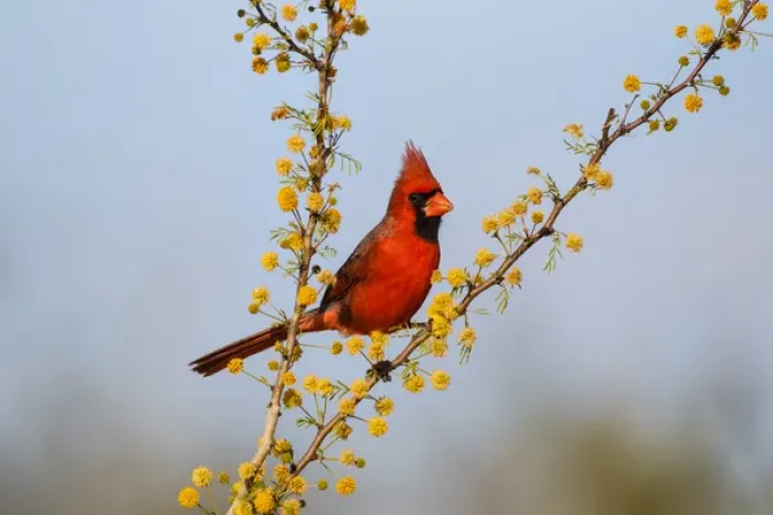 Framed Print : Northern Cardinal (Cardinalis cardinalis) male perched in blooming huishache tree