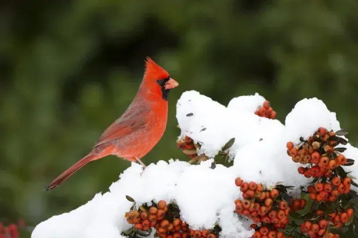 Framed Print : Northern Cardinal (Cardinalis cardinalis) male in Scarlet Firethorn (Pyracantha coccinea) in winter Framed Print : Northern Cardinal (Cardinalis cardinalis) male in Scarlet Firethorn (Pyracantha coccinea) in winter