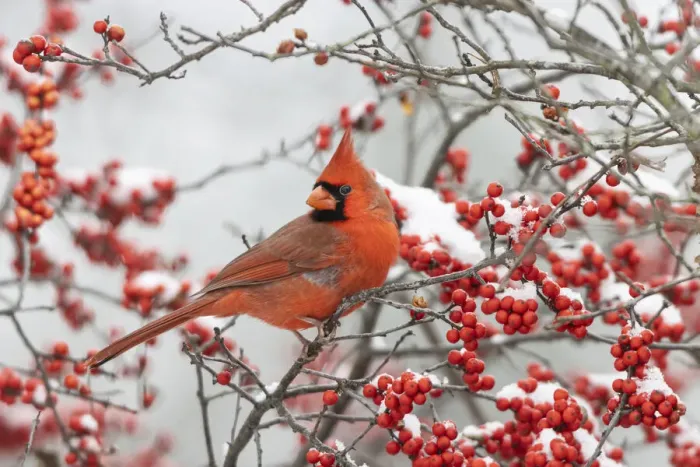 Framed Print : Northern Cardinal (Cardinalis cardinalis) male in Winterberry bush (Ilex verticillata Framed Print : Northern Cardinal (Cardinalis cardinalis) male in Winterberry bush (Ilex verticillata