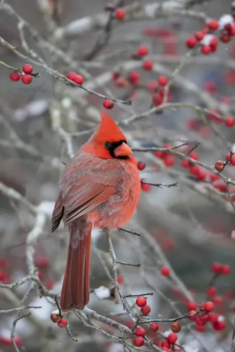 Framed Print : Northern Cardinal (Cardinalis cardinalis) male in Winterberry bush (Ilex verticillata) Marion Co