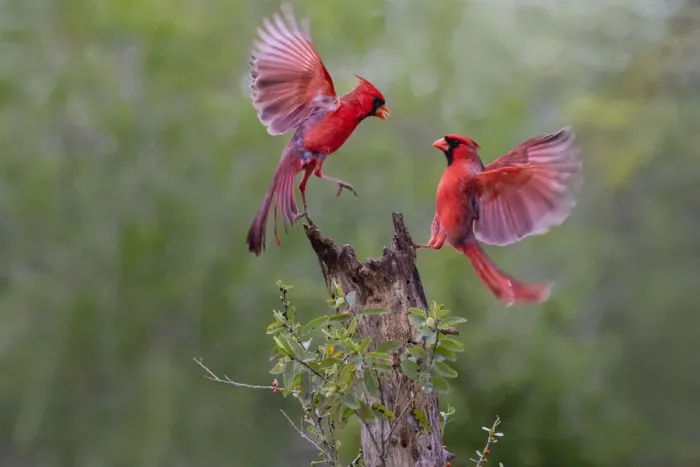 Framed Print : Northern cardinal (Cardinalis cardinalis) males fighting Framed Print : Northern cardinal (Cardinalis cardinalis) males fighting