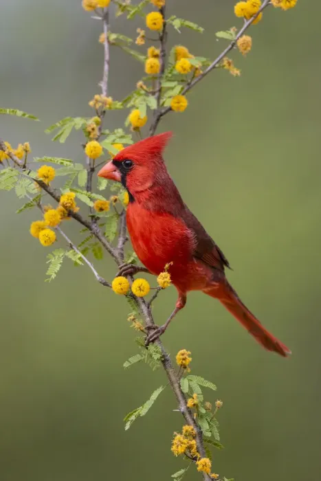Framed Print : Northern cardinal (Cardinalis cardinalis) perched