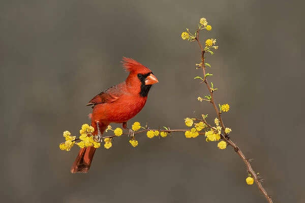 Northern Cardinal (Cardinalis cardinalis) perched