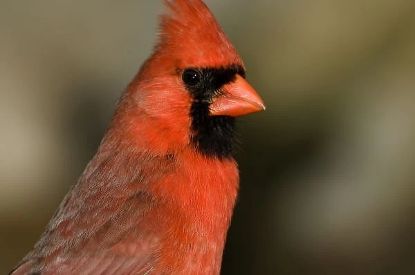 Northern Cardinal close up portrait