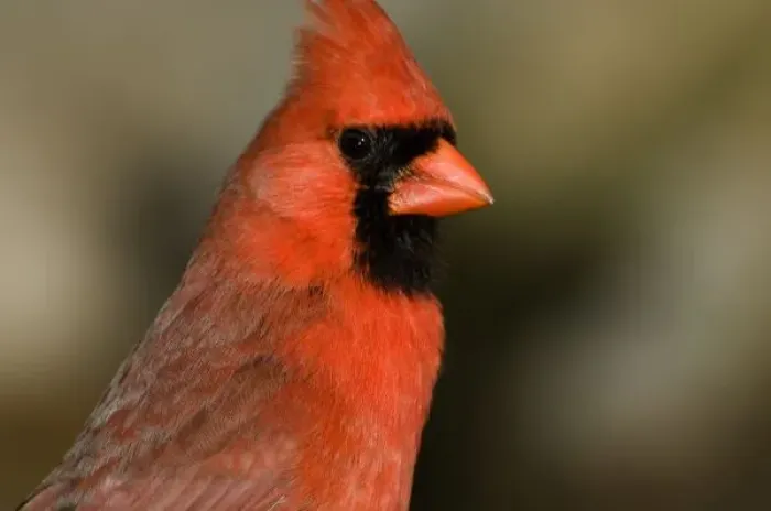Framed Print : Northern Cardinal close up portrait Framed Print : Northern Cardinal close up portrait