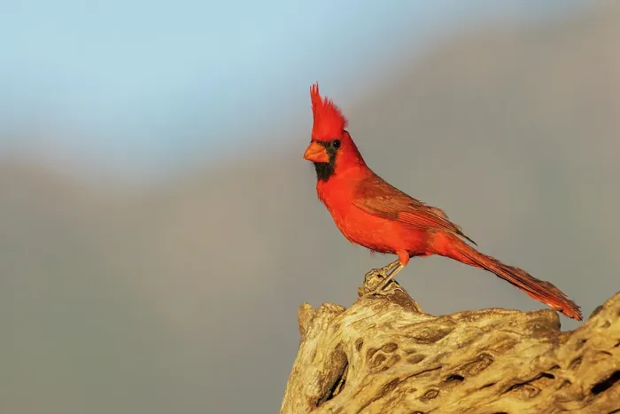 Framed Print : Northern cardinal, colors of last light in the mountains of southern Arizona, USA
