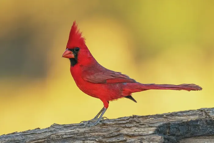 Framed Print : Northern cardinal, colors of sunset in southern Arizona Framed Print : Northern cardinal, colors of sunset in southern Arizona