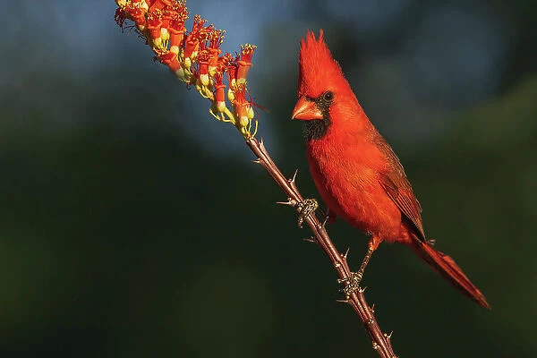Northern cardinal desert blooms of the southwest, USA, Arizona