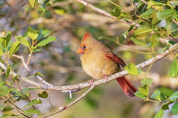 Northern Cardinal female in American Holly tree, Marion County, Illinois