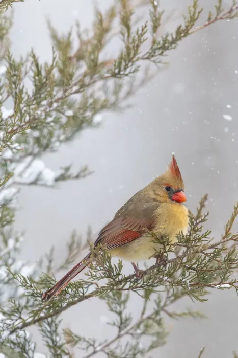 Framed Print : Northern cardinal female in red cedar tree in winter snow, Marion County, Illinois