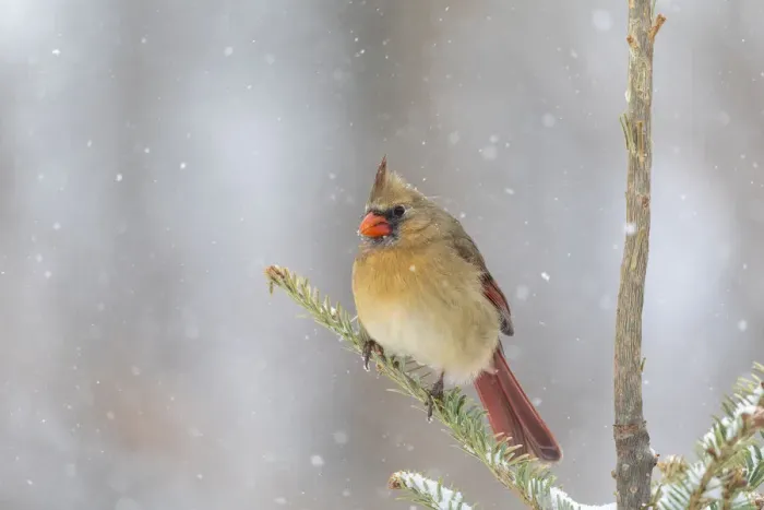Framed Print : Northern cardinal female in spruce tree in winter snow, Marion County, Illinois Framed Print : Northern cardinal female in spruce tree in winter snow, Marion County, Illinois