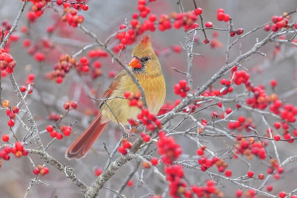 Northern Cardinal female in Winterberry bush, Marion County, Illinois