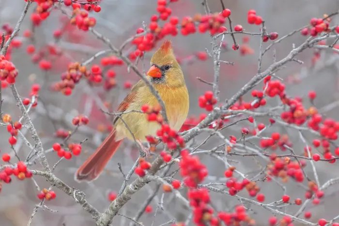 Framed Print : Northern Cardinal female in Winterberry bush, Marion County, Illinois