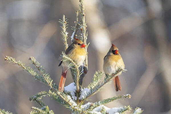 Northern cardinal females in spruce tree in winter snow, Marion County, Illinois