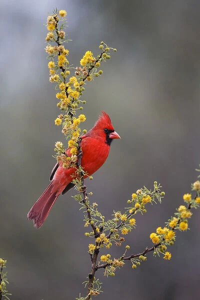 Northern cardinal in habitat