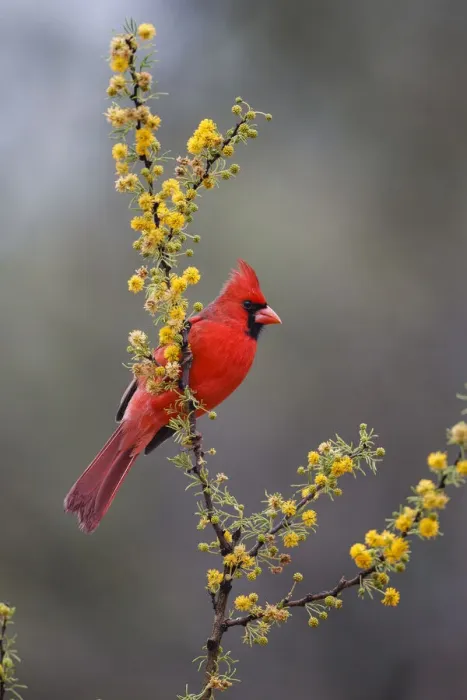 Framed Print : Northern cardinal in habitat