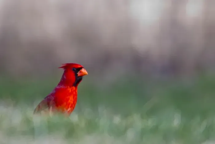 Framed Print : Northern Cardinal in Loup County, Nebraska, USA