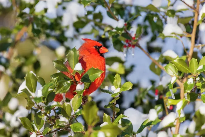 Framed Print : Northern cardinal male in American holly tree in winter, Marion County, Illinois