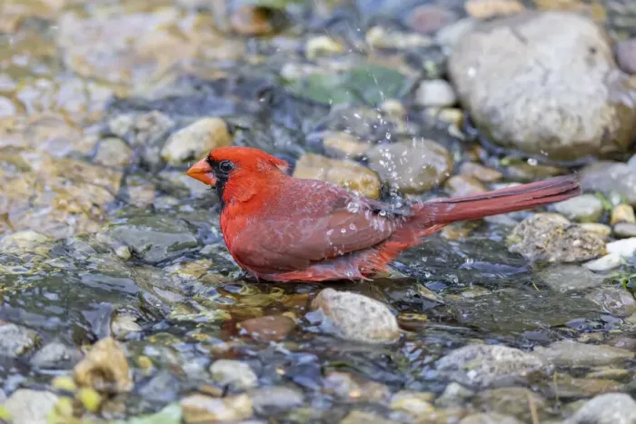 Framed Print : Northern cardinal male bathing, Marion County, Illinois Framed Print : Northern cardinal male bathing, Marion County, Illinois