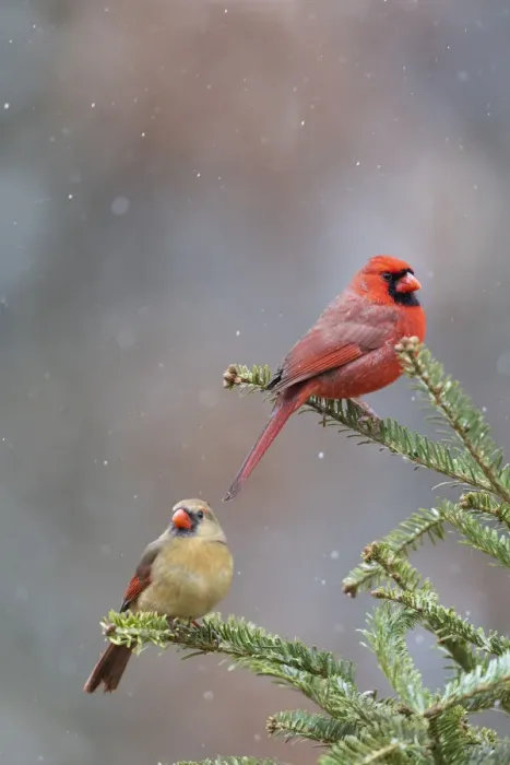 Framed Print : Northern cardinal male and female in fir tree in snow, Marion County, Illinois Framed Print : Northern cardinal male and female in fir tree in snow, Marion County, Illinois