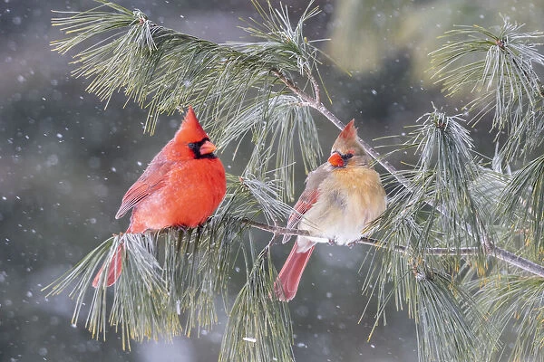 Northern cardinal male and female in pine tree in winter, Marion County, Illinois