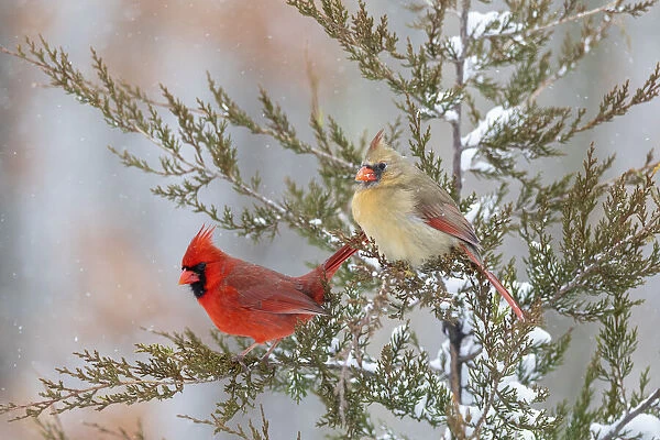 Northern cardinal male and female in red cedar tree in winter snow, Marion County, Illinois