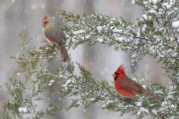 Framed Print : Northern cardinal male and female in red cedar tree in winter snow, Marion County, Illinois