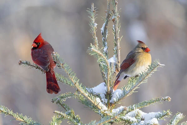 Northern cardinal male and female in spruce tree in winter snow, Marion County, Illinois