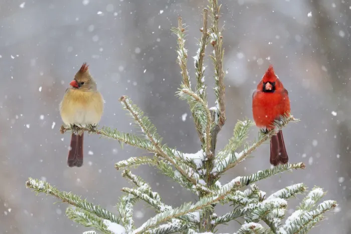Framed Print : Northern cardinal male and female in spruce tree in winter snow, Marion County, Illinois Framed Print : Northern cardinal male and female in spruce tree in winter snow, Marion County, Illinois