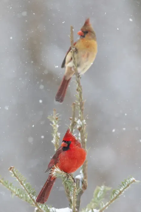 Framed Print : Northern cardinal male and female in spruce tree in winter snow, Marion County, Illinois Framed Print : Northern cardinal male and female in spruce tree in winter snow, Marion County, Illinois
