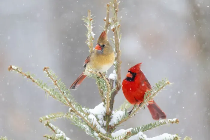 Framed Print : Northern cardinal male and female in spruce tree in winter snow, Marion County, Illinois Framed Print : Northern cardinal male and female in spruce tree in winter snow, Marion County, Illinois