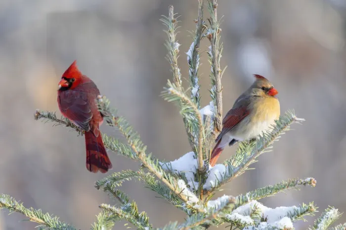 Framed Print : Northern cardinal male and female in spruce tree in winter snow, Marion County, Illinois Framed Print : Northern cardinal male and female in spruce tree in winter snow, Marion County, Illinois
