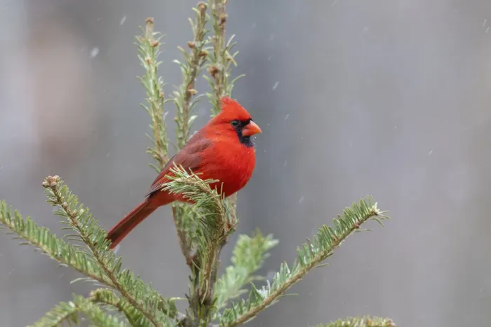 Framed Print : Northern cardinal male in fir tree in snow, Marion County, Illinois Framed Print : Northern cardinal male in fir tree in snow, Marion County, Illinois