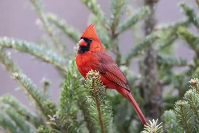Framed Print : Northern cardinal male in fir tree in snow, Marion County, Illinois Framed Print : Northern cardinal male in fir tree in snow, Marion County, Illinois