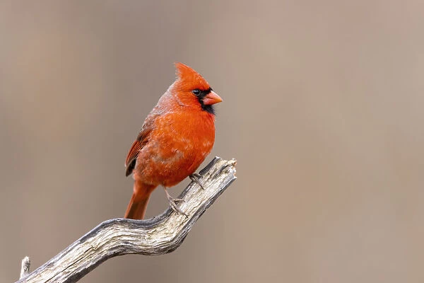 Northern cardinal male, Marion County, Illinois