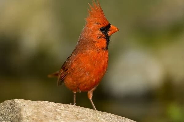 Northern Cardinal, male perched on rock