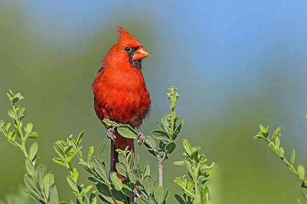 Northern cardinal, male perched in Texas Persimmon bush, southwest Texas