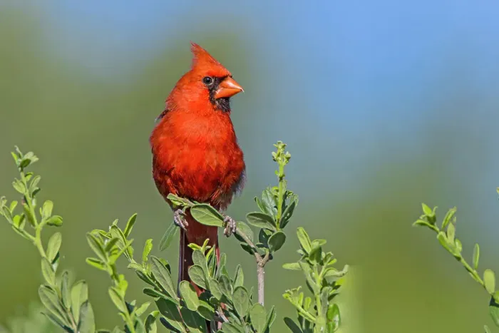Framed Print : Northern cardinal, male perched in Texas Persimmon bush, southwest Texas