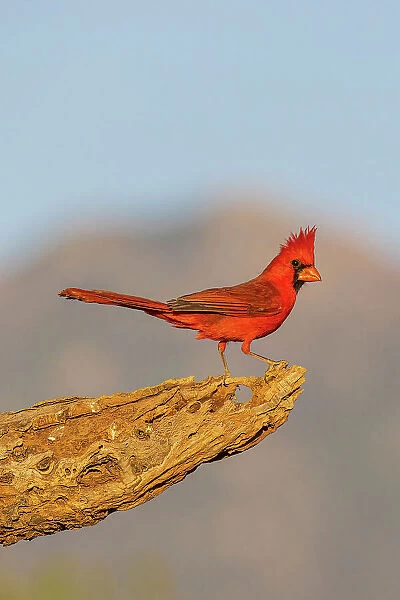 Northern Cardinal male, Pima County, Arizona